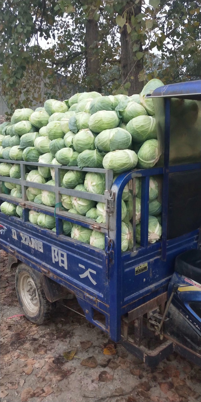 精品包菜铁头平包可供加工厂供应