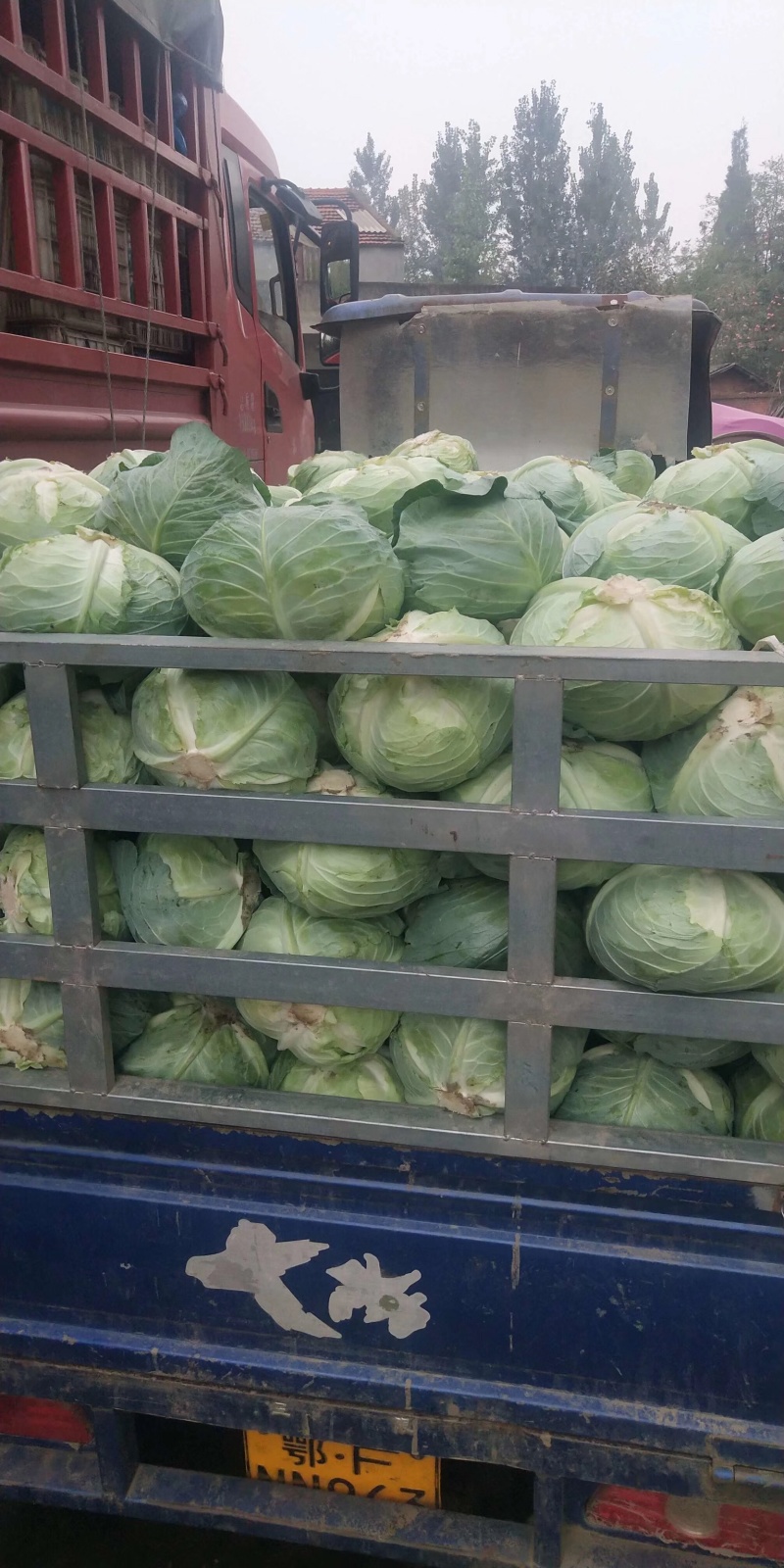 精品包菜铁头平包可供加工厂供应