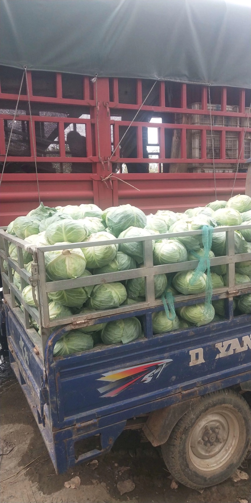 精品包菜铁头平包可供加工厂供应