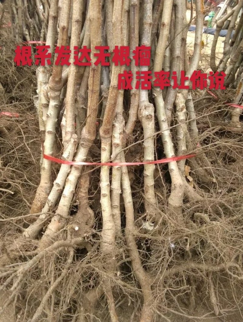甜红子山楂苗：大果山楂树苗，黄山楂苗，歪把红山楂苗。