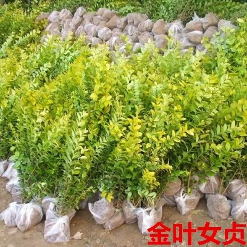 基地直发四季常青金叶女贞树苗庭院绿篱绿化工程量大价优报上