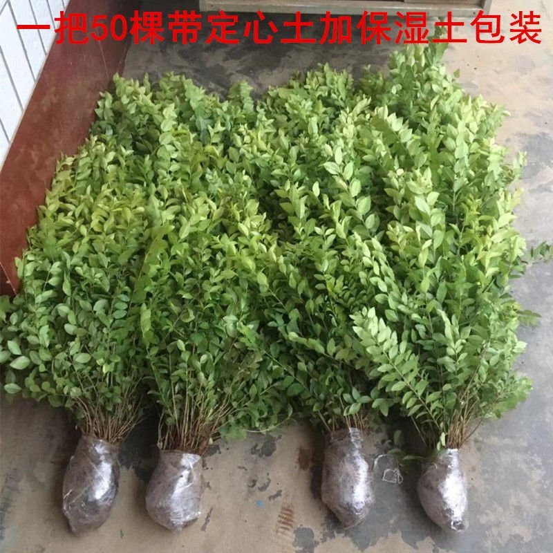 基地直发四季常青金叶女贞树苗庭院绿篱绿化工程量大价优报上