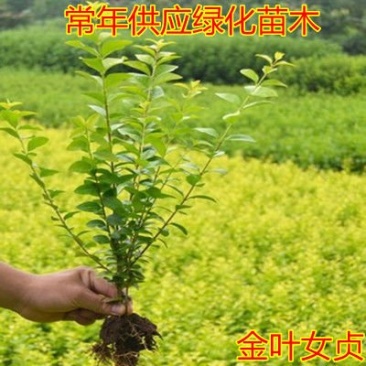 基地直发四季常青金叶女贞树苗庭院绿篱绿化工程量大价优报上