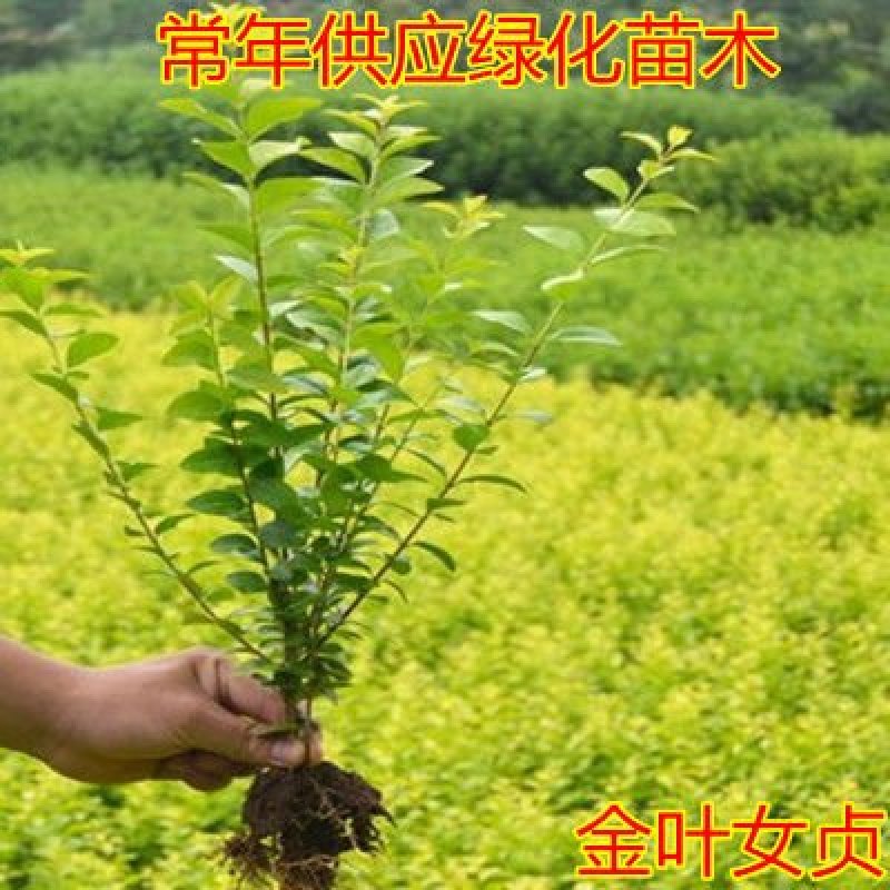 基地直发四季常青金叶女贞树苗庭院绿篱绿化工程量大价优报上
