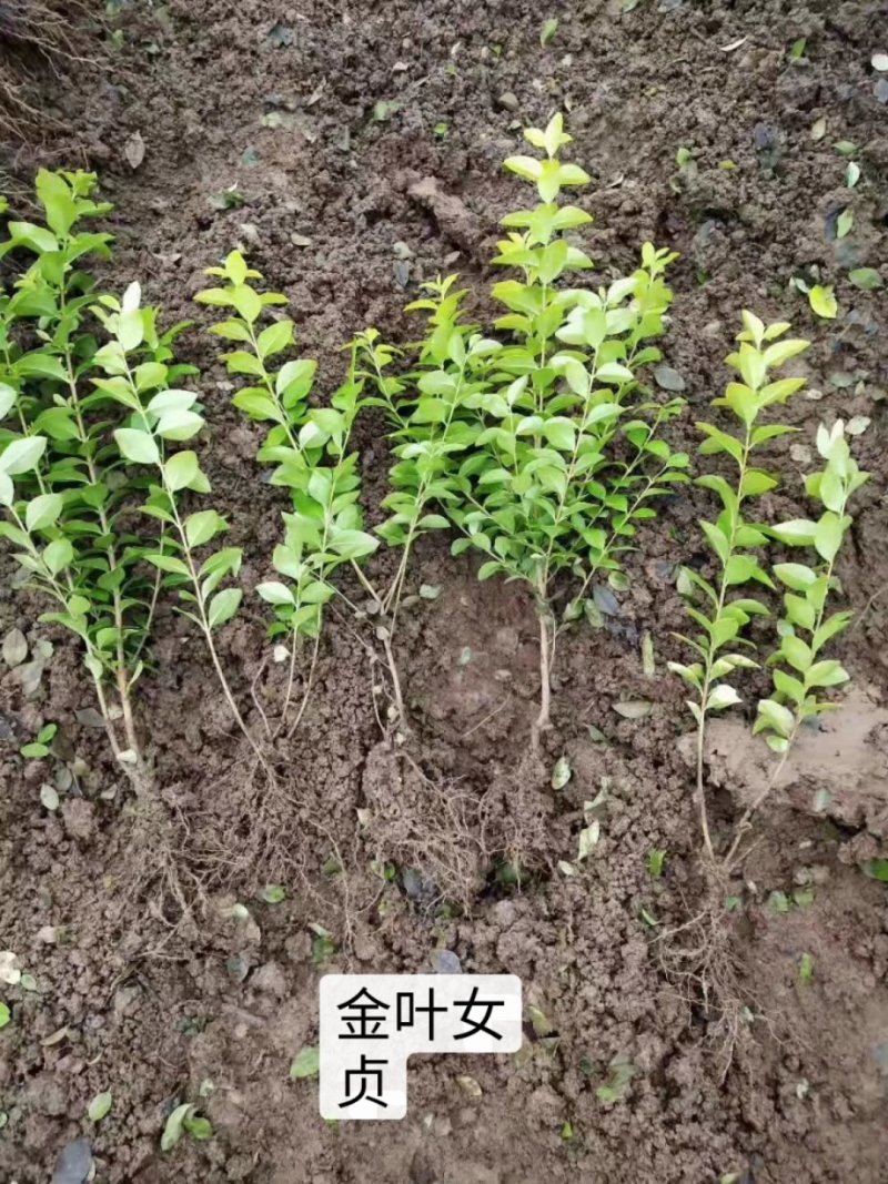 基地直发四季常青金叶女贞树苗庭院绿篱绿化工程量大价优报上