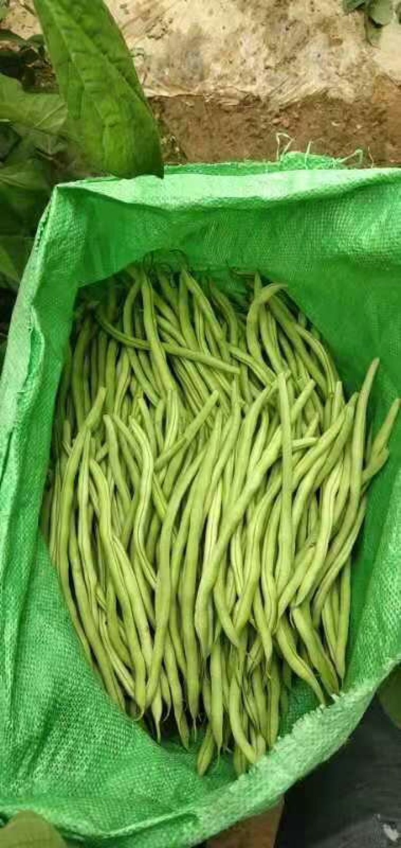 精品芸豆产地直销代收代发