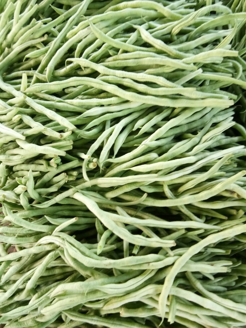 精品芸豆产地直销代收代发