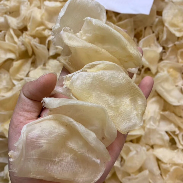 鸡蛋胶鱼胶缅甸花胶精品货花胶蝴蝶胶孕妇滋补品