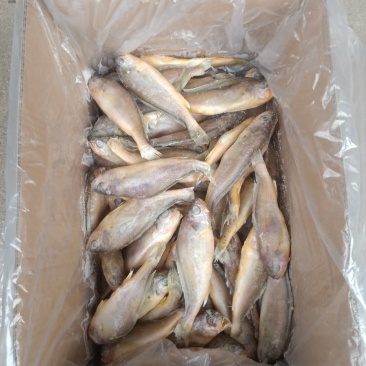 小黄花鱼冰衣很小条冻各种规格都有不包运费量大从优