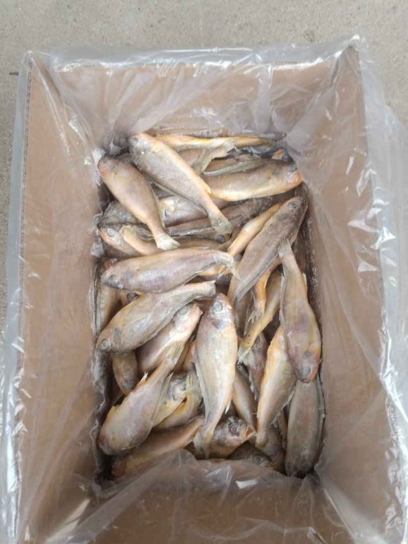 小黄花鱼冰衣很小条冻各种规格都有不包运费量大从优