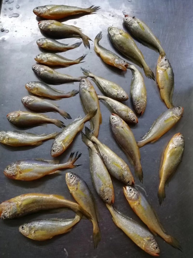 小黄花鱼冰衣很小条冻各种规格都有不包运费量大从优
