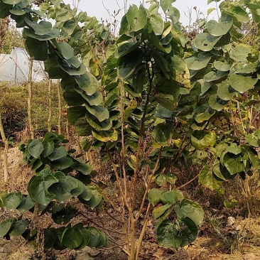 丛生紫荆，质量好，成活率高，量大从优，大量货源出售