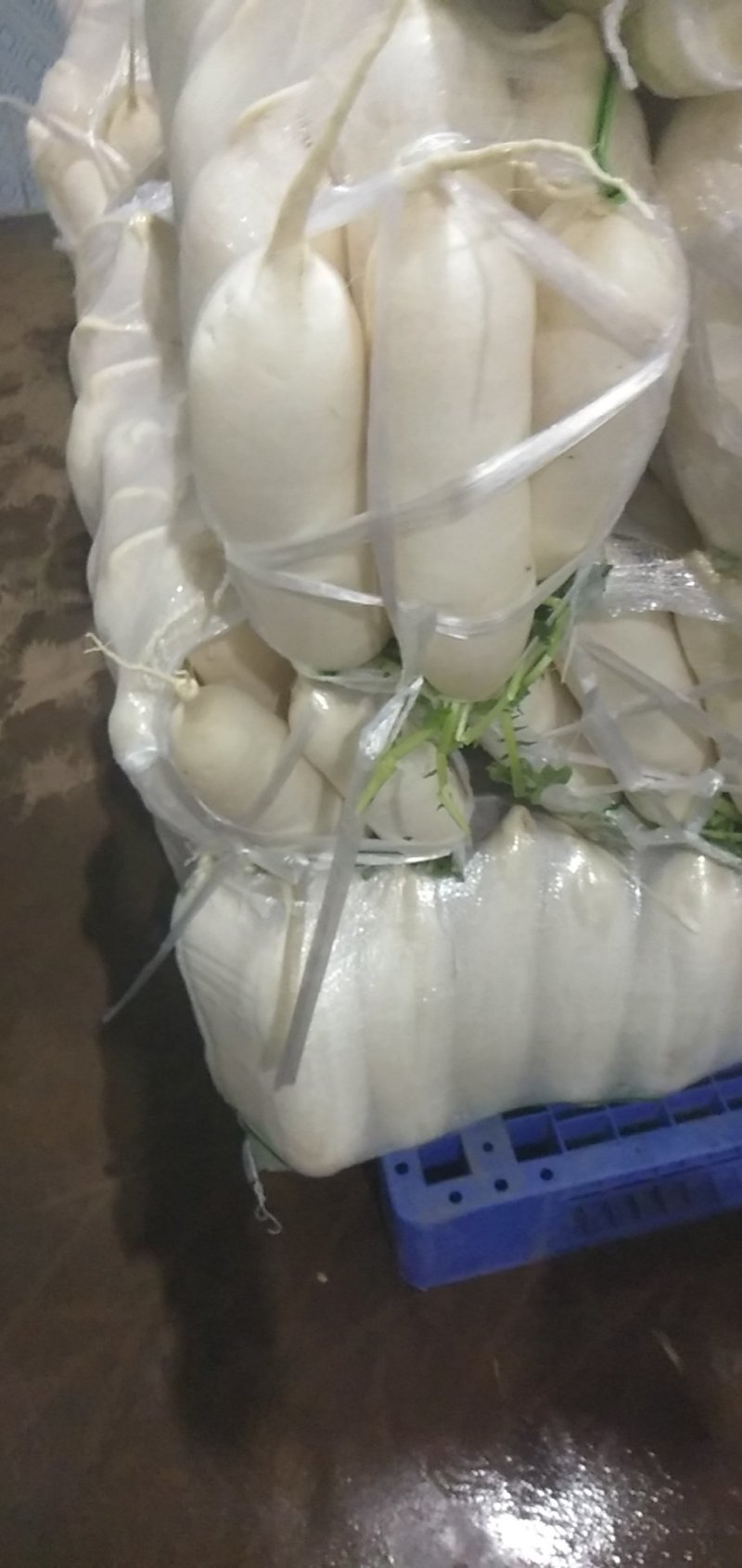 沙洋三排四排精品白萝卜质量优价格合理供应充足可发全国