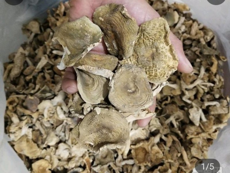 湖北深山野生青头菌干货【特价】包邮手工挑选过筛一件代发