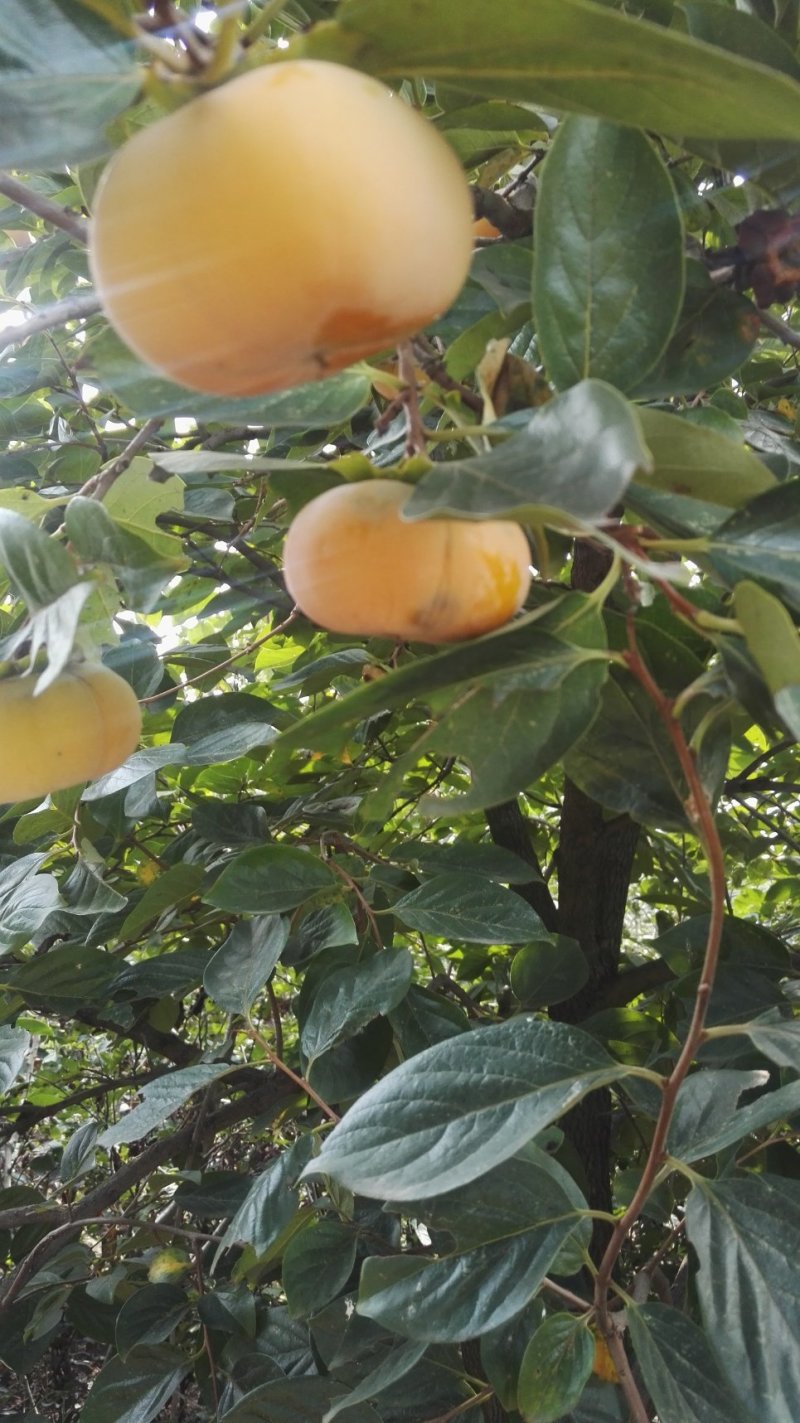 1-15公分粗度脆甜柿子树苗，阳丰，黑柿子树苗，涩柿子树
