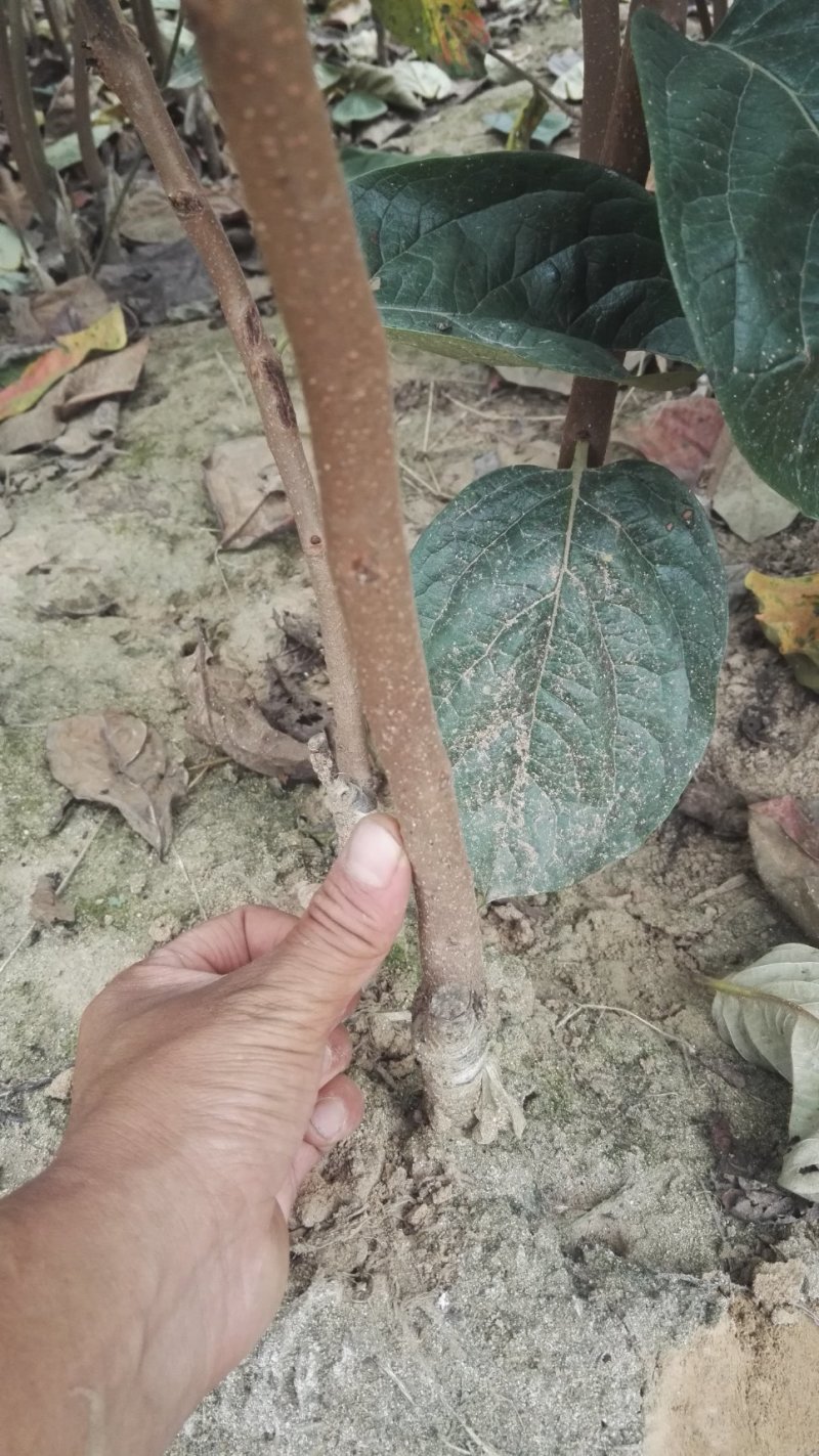 1-15公分粗度脆甜柿子树苗，阳丰，黑柿子树苗，涩柿子树