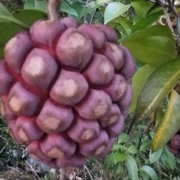 布福娜