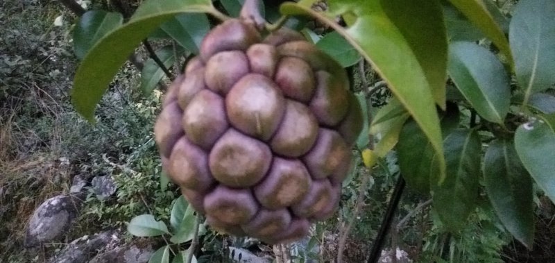 布福娜