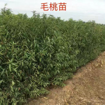 毛桃苗1年生多年生大量供应，也可定向嫁接