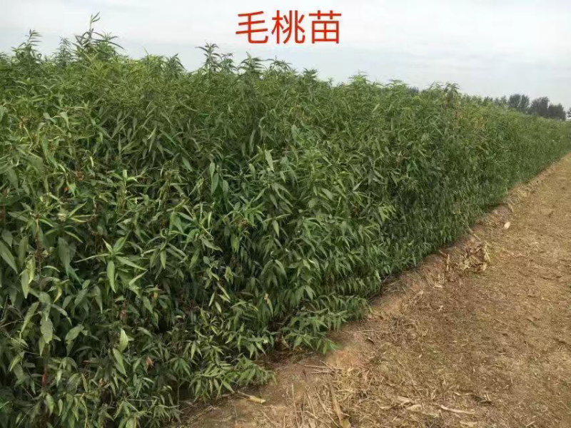 毛桃苗1年生多年生大量供应，也可定向嫁接