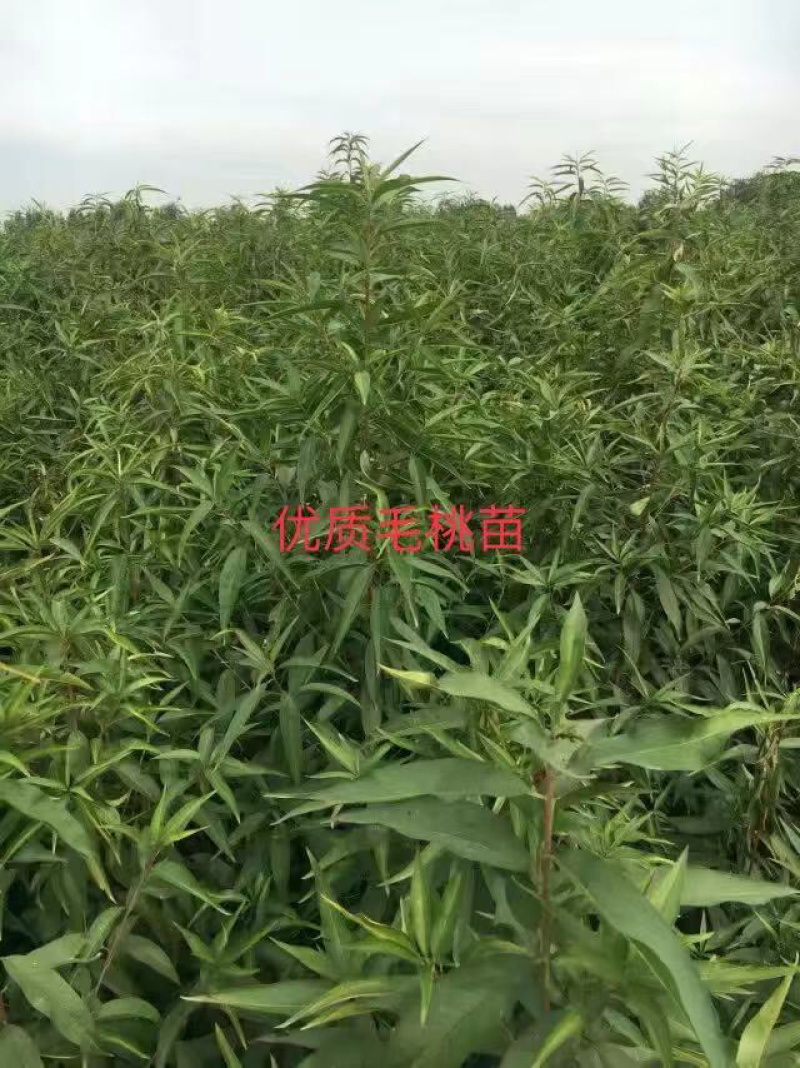 毛桃苗1年生多年生大量供应，也可定向嫁接