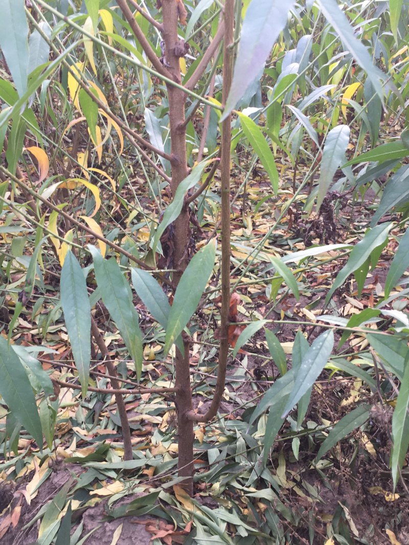 毛桃苗1年生多年生大量供应，也可定向嫁接