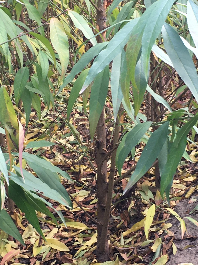 毛桃苗1年生多年生大量供应，也可定向嫁接