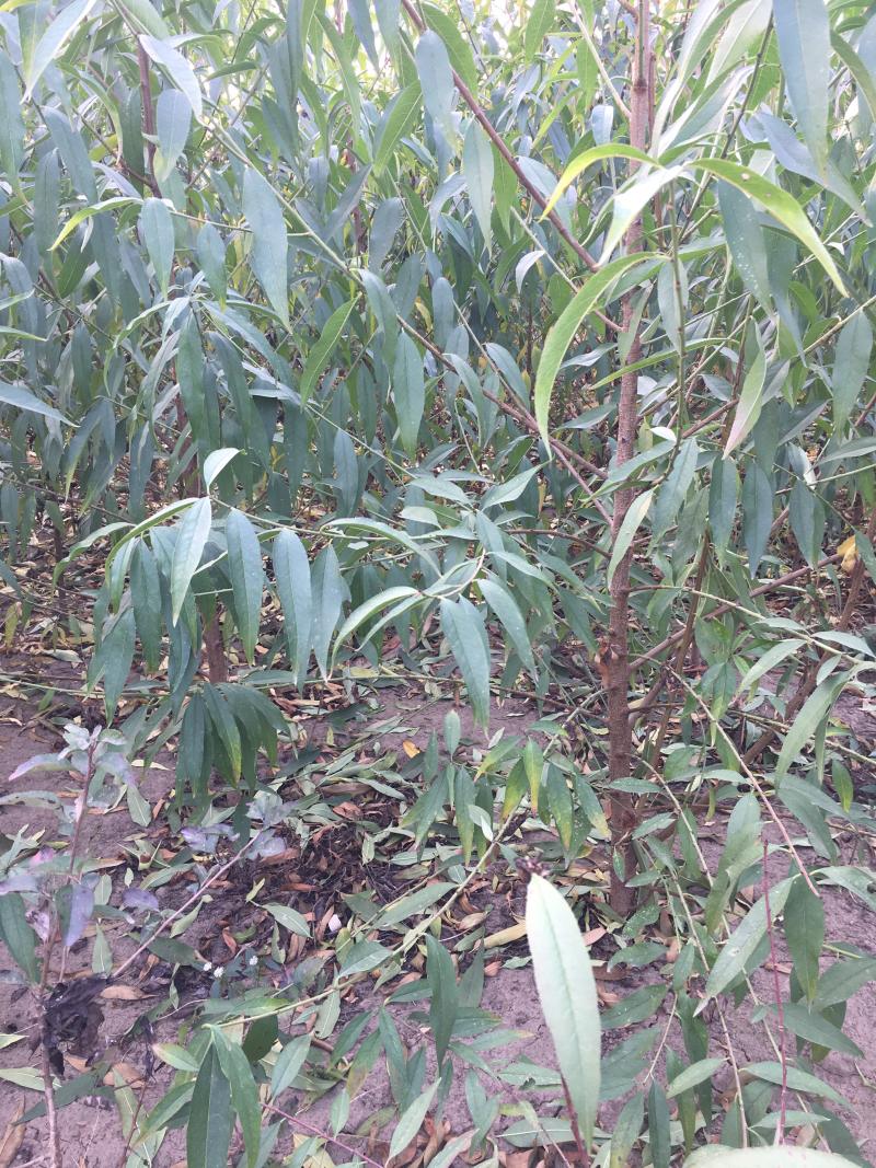 毛桃苗1年生多年生大量供应，也可定向嫁接