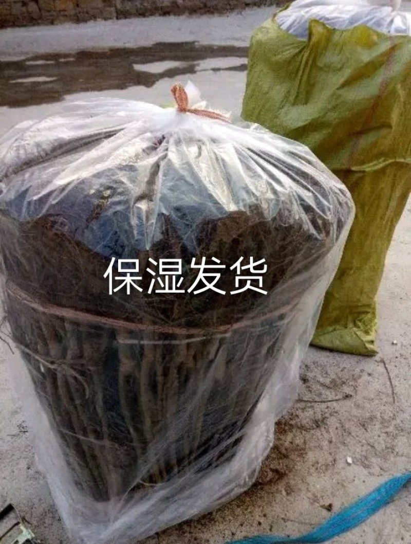 大金星山楂苗：嫁接大五棱山楂苗，大绵球山楂苗，现挖现发