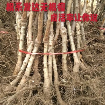 大金星山楂苗：嫁接大五棱山楂苗，大绵球山楂苗，现挖现发