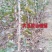 大金星山楂苗：嫁接大五棱山楂苗，大绵球山楂苗，现挖现发