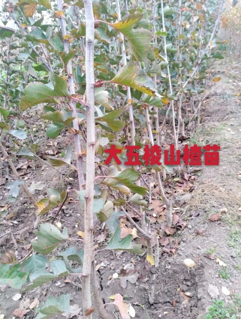 大金星山楂苗：嫁接大五棱山楂苗，大绵球山楂苗，现挖现发