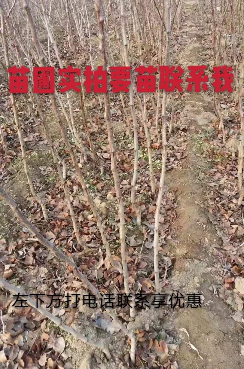 大金星山楂苗：嫁接大五棱山楂苗，大绵球山楂苗，现挖现发