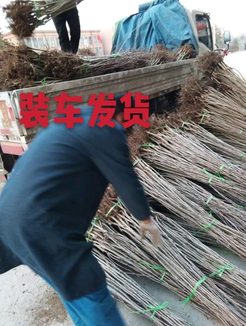 大金星山楂苗：嫁接大五棱山楂苗，大绵球山楂苗，现挖现发