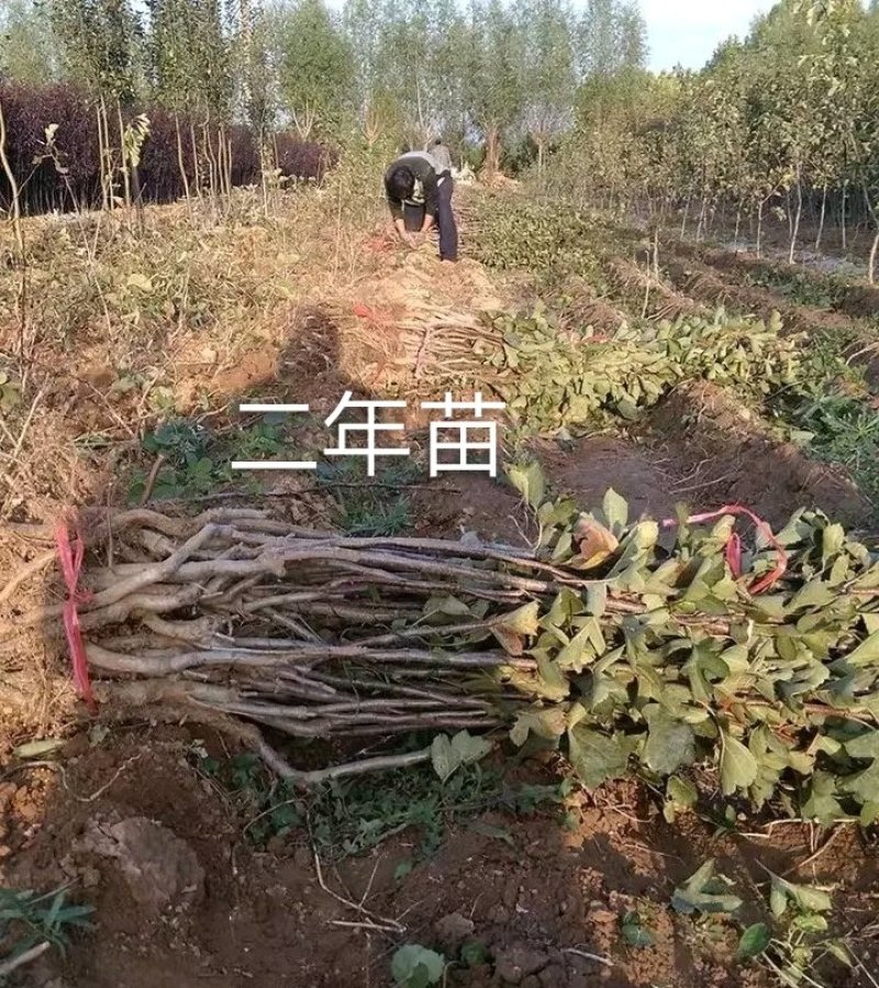 大金星山楂苗：嫁接大五棱山楂苗，大绵球山楂苗，现挖现发