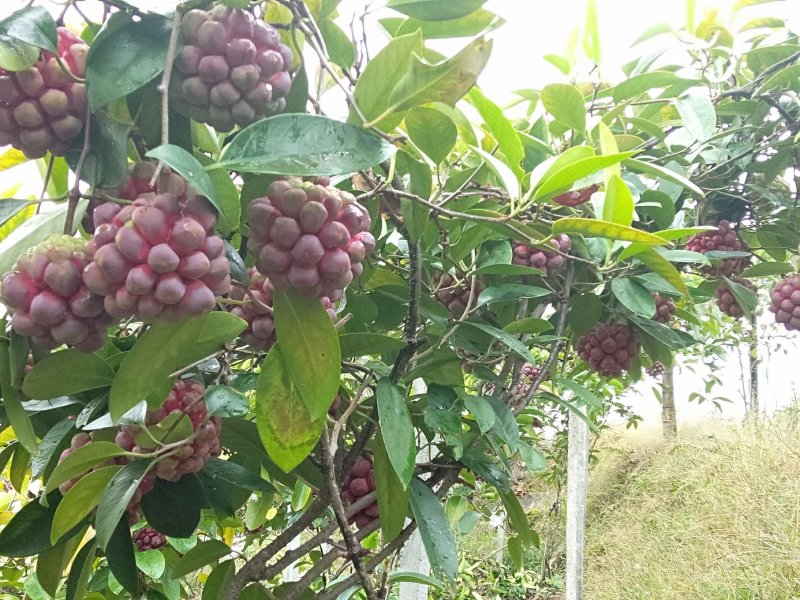 布福娜