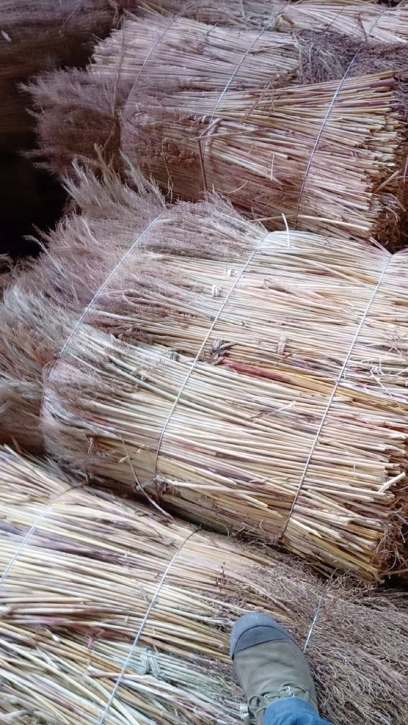 贵州高梁扫帚原料加工销售