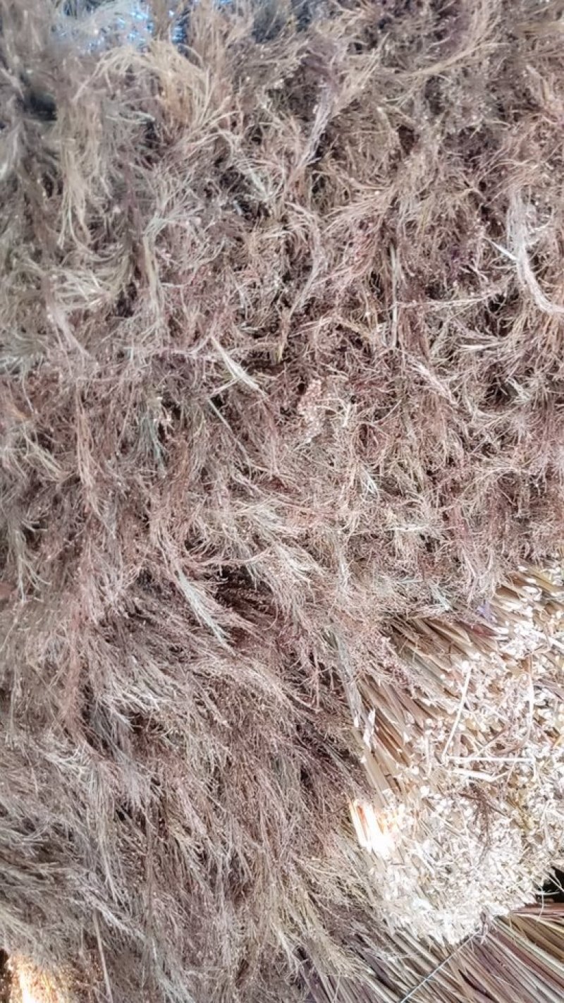 贵州高梁扫帚原料加工销售