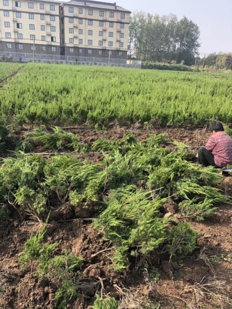 龙柏苗龙柏树苗四季常青绿化工程苗。