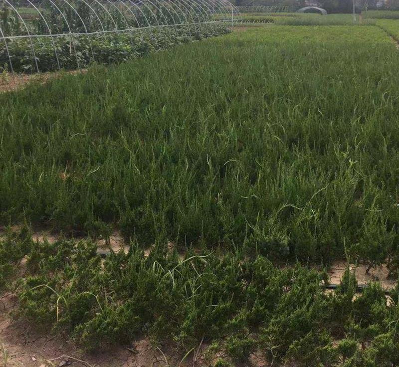 龙柏苗龙柏树苗四季常青绿化工程苗。