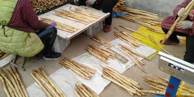 小白嘴区里扁