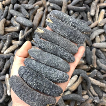 明秃参海参明秃参秃澳洲秃参沙秃海参天然淡干足干滋补食