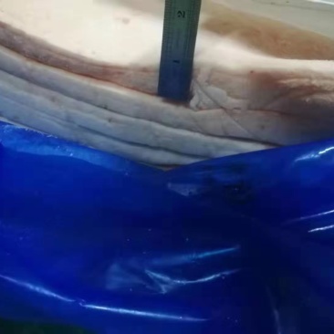 进口箱装脊膘板油大量有货
