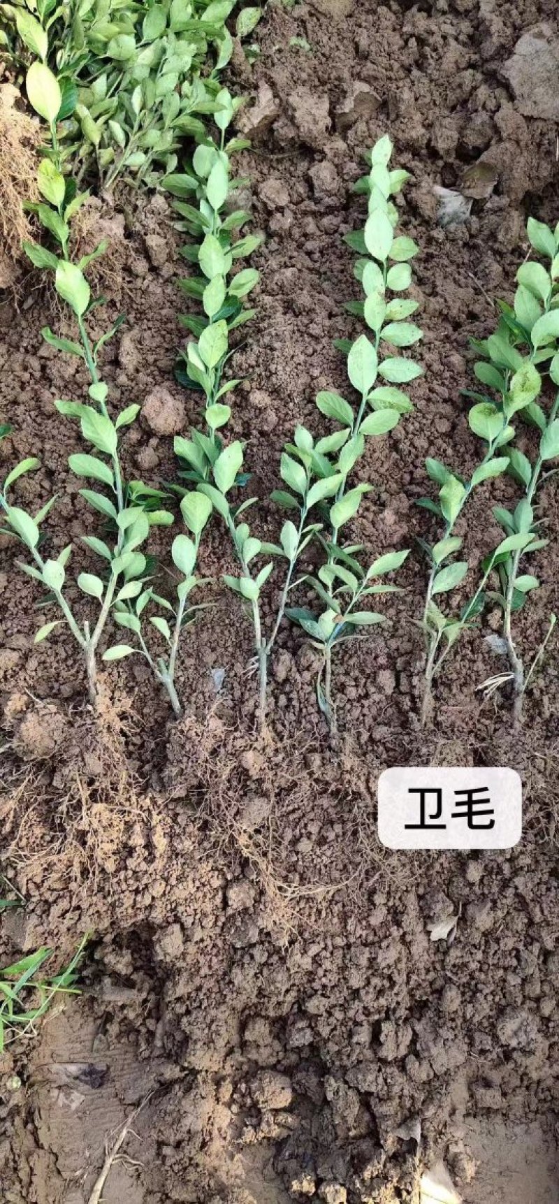 卫矛球冬青树苗大叶黄杨苗庭院绿化四季常青工程苗。