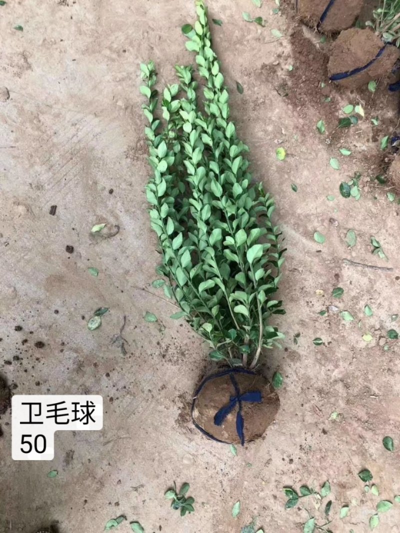 卫矛球冬青树苗大叶黄杨苗庭院绿化四季常青工程苗。