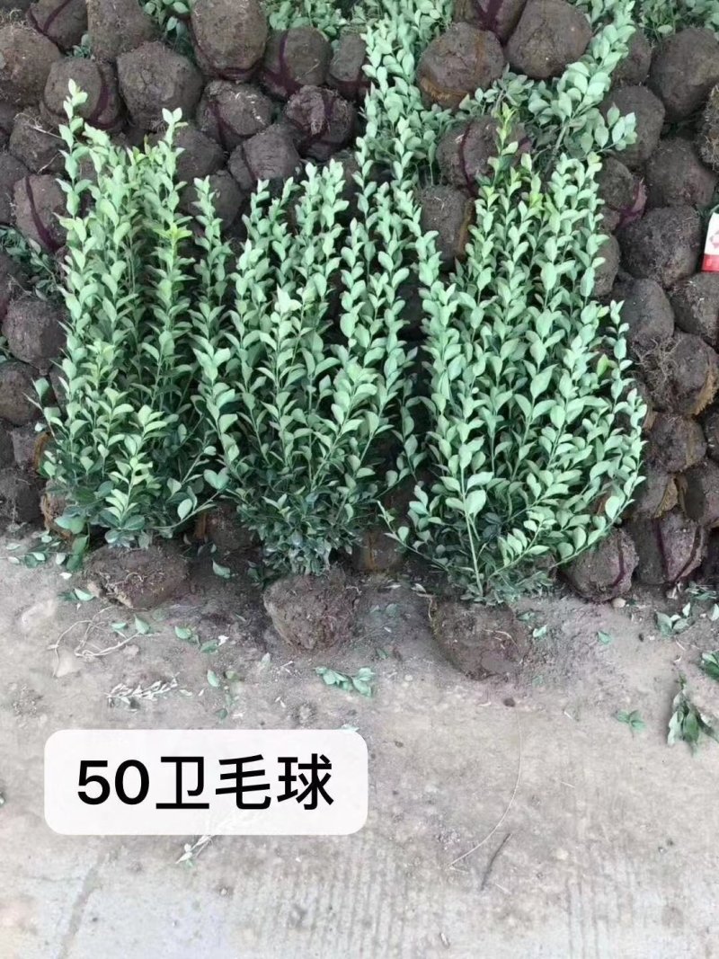 卫矛球冬青树苗大叶黄杨苗庭院绿化四季常青工程苗。