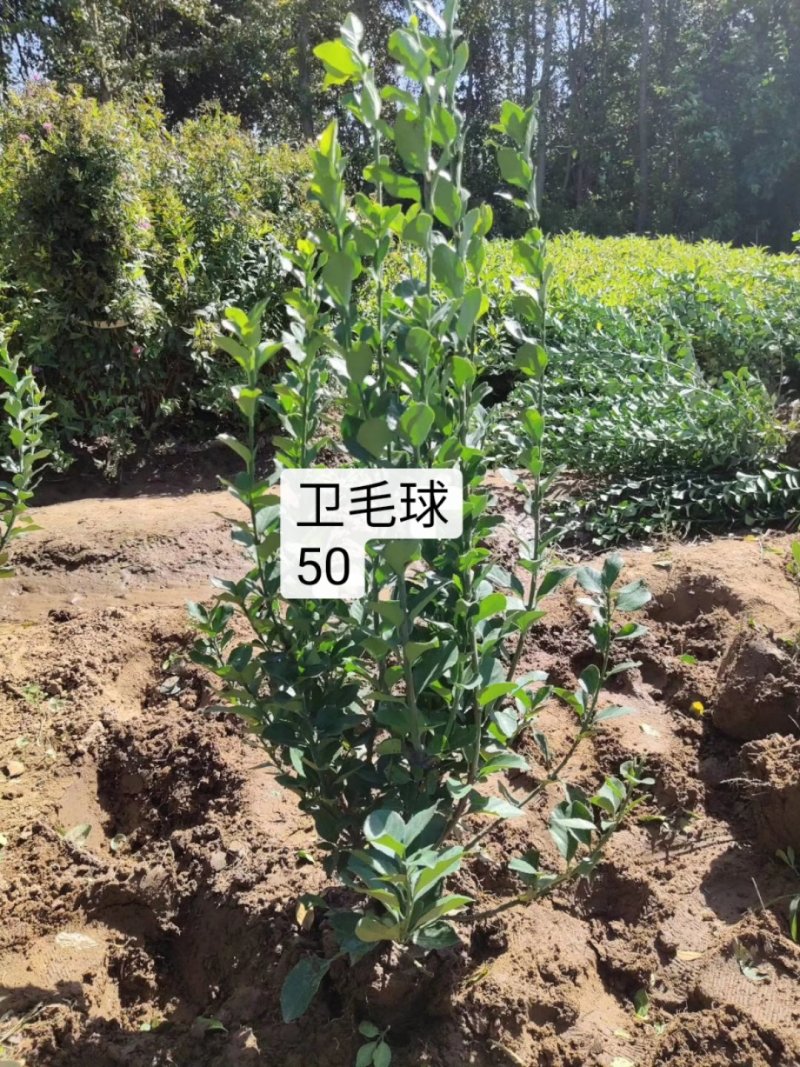 卫矛球冬青树苗大叶黄杨苗庭院绿化四季常青工程苗。