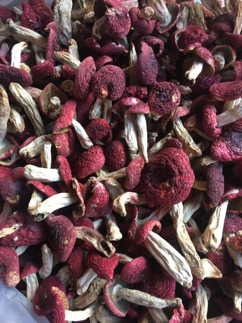 干的红菇标菇平开小菇都有货食用菌子需要联系