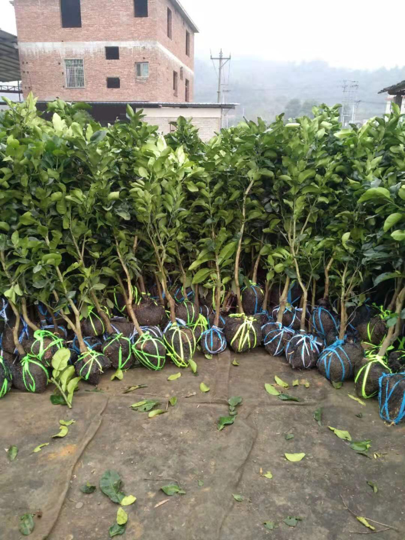 三红蜜柚苗2.5-4cm土球）三红柚子结果树苗