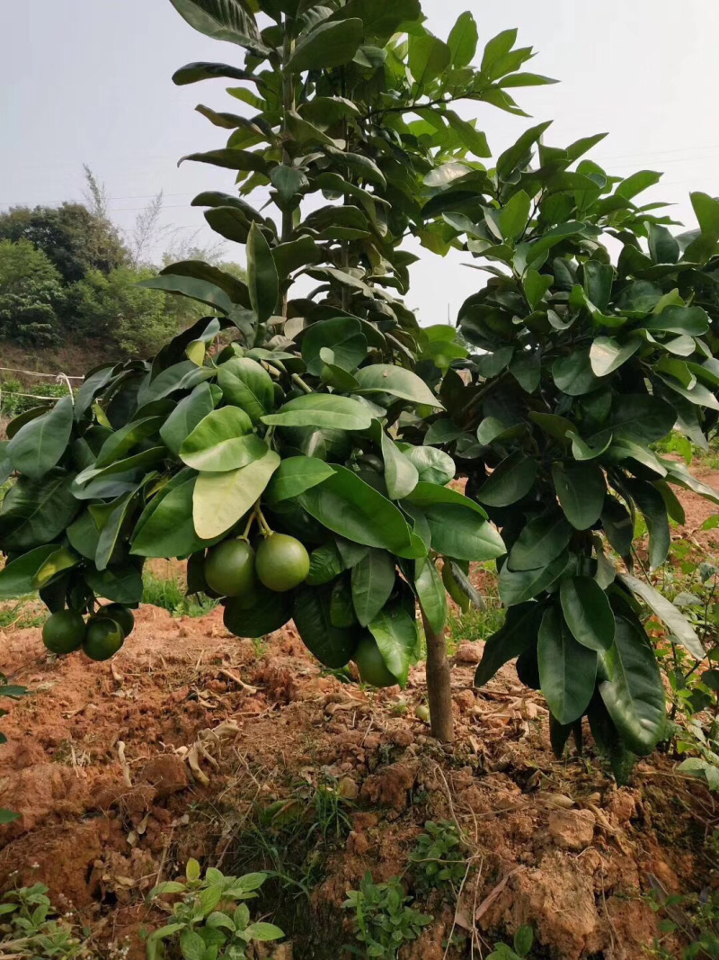三红蜜柚苗2.5-4cm土球）三红柚子结果树苗